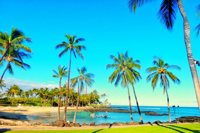 hawaii-lagoon-palms