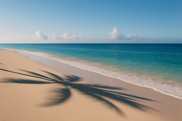 palm-shadow-beach