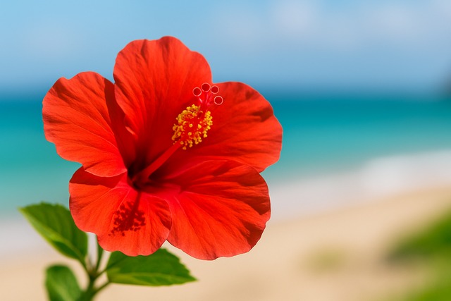 red-hibiscus-closeup