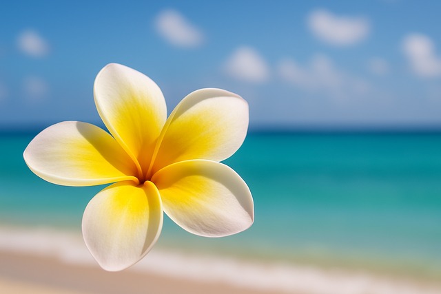 single-plumeria-bloom