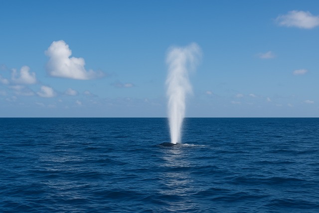海岸から山地へ:植生帯を巡る見どころ