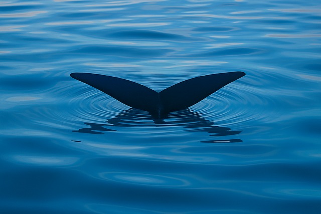 レイと暮らし:文化に息づく植物を知る